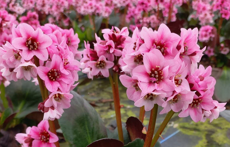 Bergenia 'Eroica' 2 Litre
