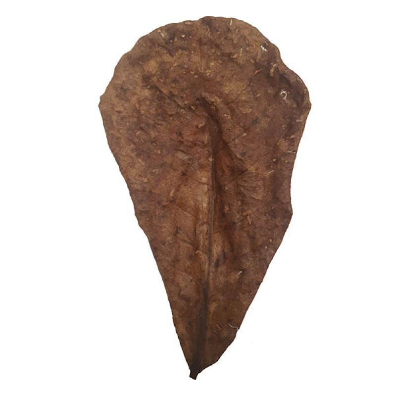 Betta Choice Catappa Leaves – 15 Pack
