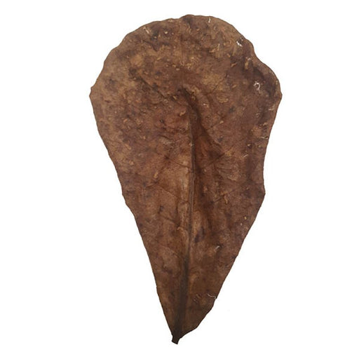 Betta Choice Catappa Leaves – 15 Pack