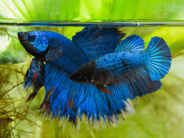 Siamese Fighter Plakat Blue Dragon Male (L)