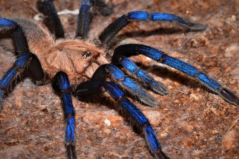 Bornean Neon Blue Leg Tarantula | Birupes simoroxigorum (S)