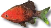 Black ruby barb (Pethia nigrofasciata), Petra Aqua supplier photograph