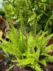 Hard Fern | Blechnum spicant