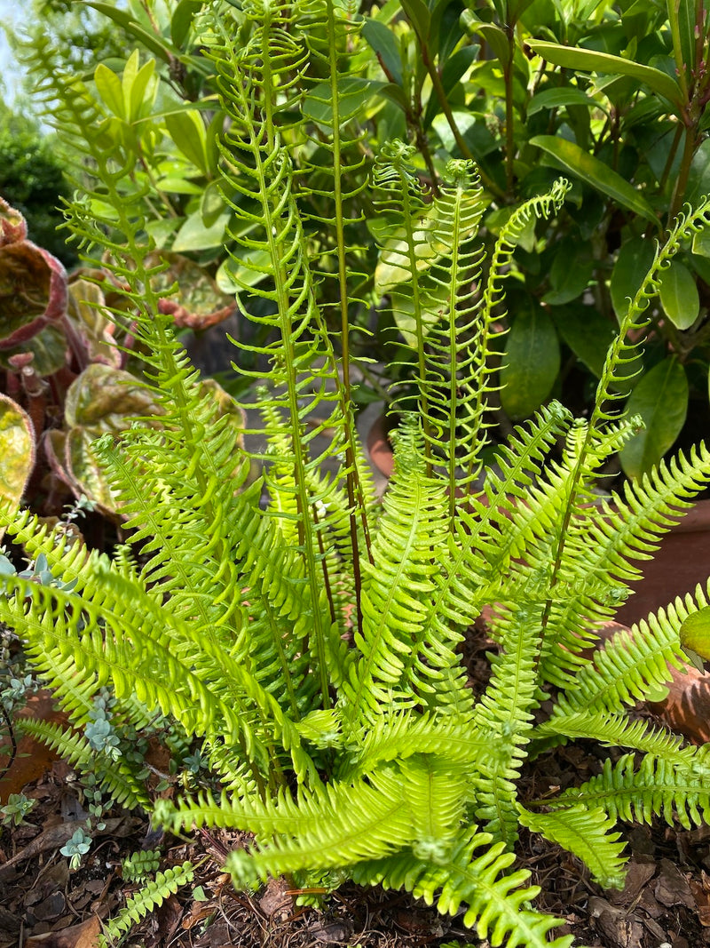 Hard Fern | Blechnum spicant