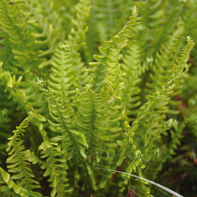 Hard Fern | Blechnum spicant