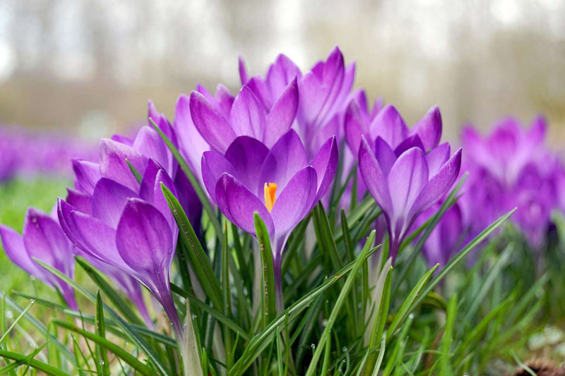 Crocus 'Flower Record' (10 Pack)