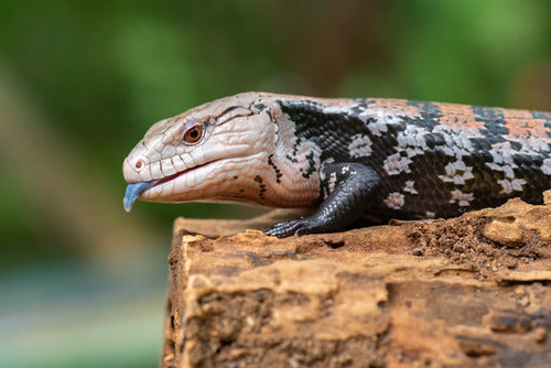 Blue Tounge Skink
