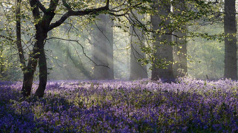 Bluebells | Hyacinthoides Non Scripta (10 Bulbs Per Pack)