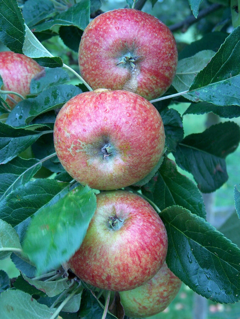 Apple 'Beauty Of Bath'