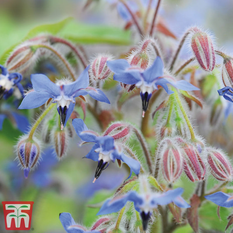 Borage - Kew Pollination Seed