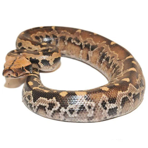 Borneo Blood Python
