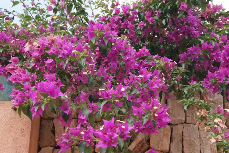 Bougainvillea 'Alexandra' on Trellis P17