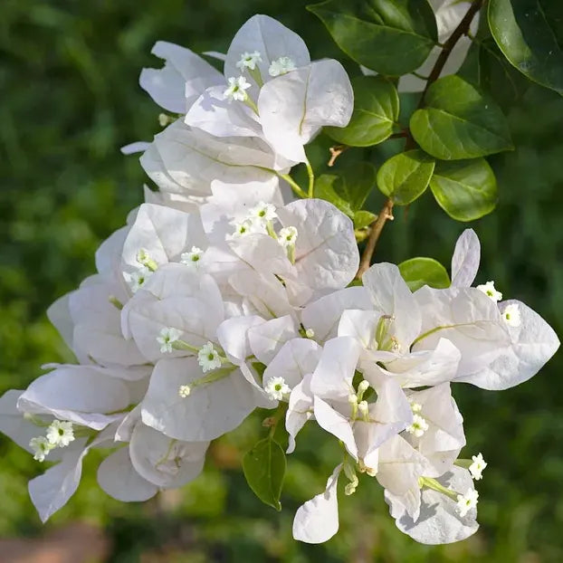 Bougainvillea mix P17 on trellis