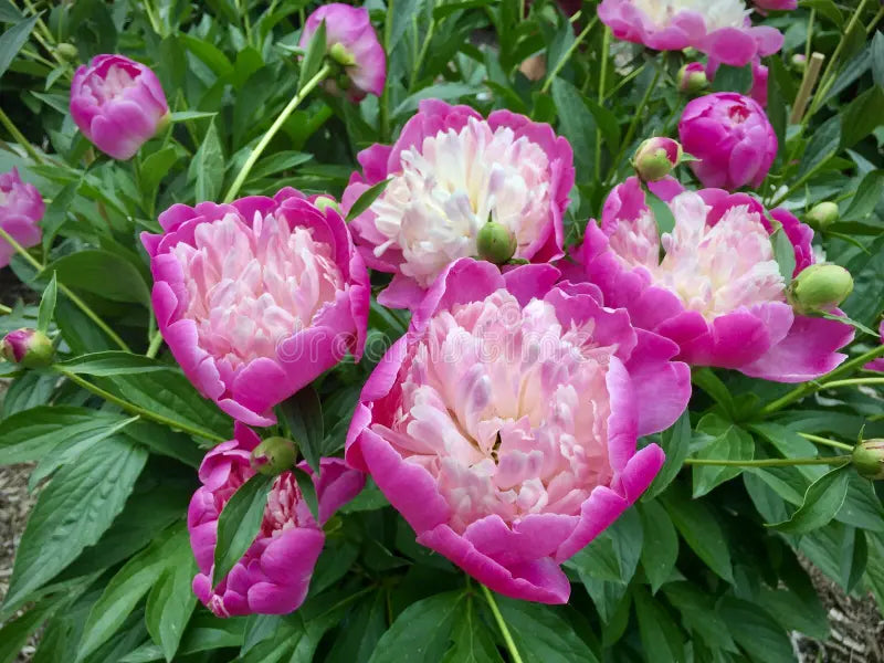 Paeonia Lactiflora | Bowl of Beauty (Penoy)