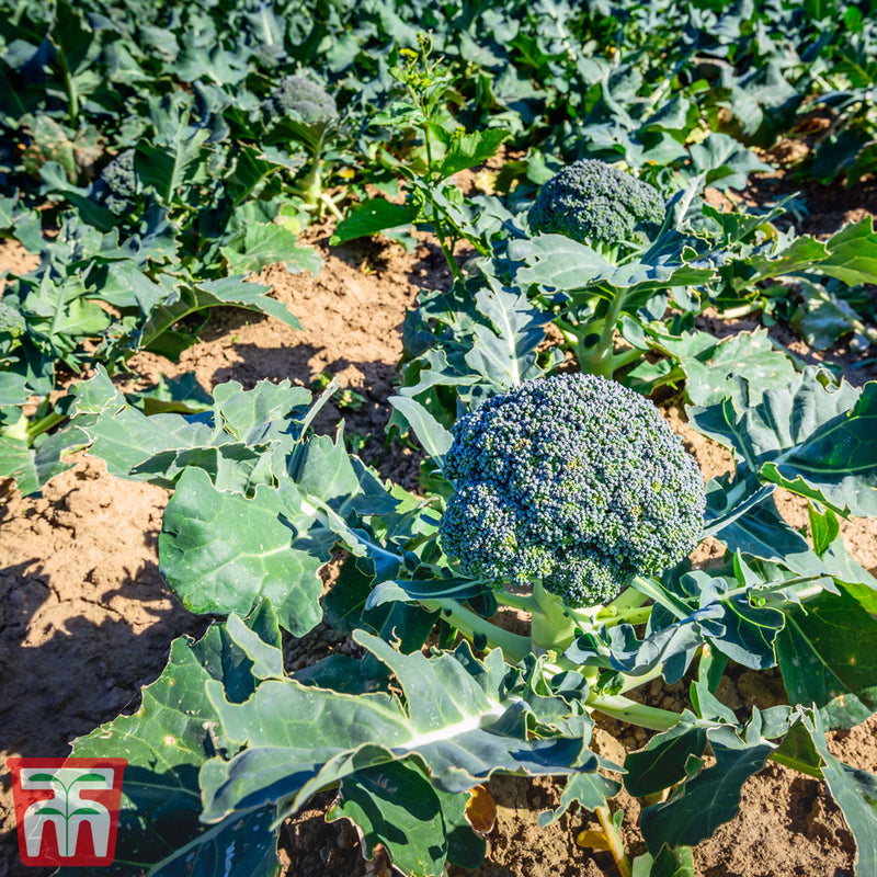 Broccoli 'Blue Finn' F1 Hybrid (Calabrese)