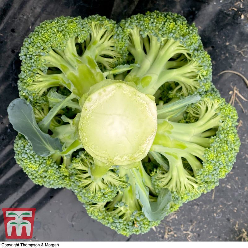 Broccoli 'Blue Finn' F1 Hybrid (Calabrese)