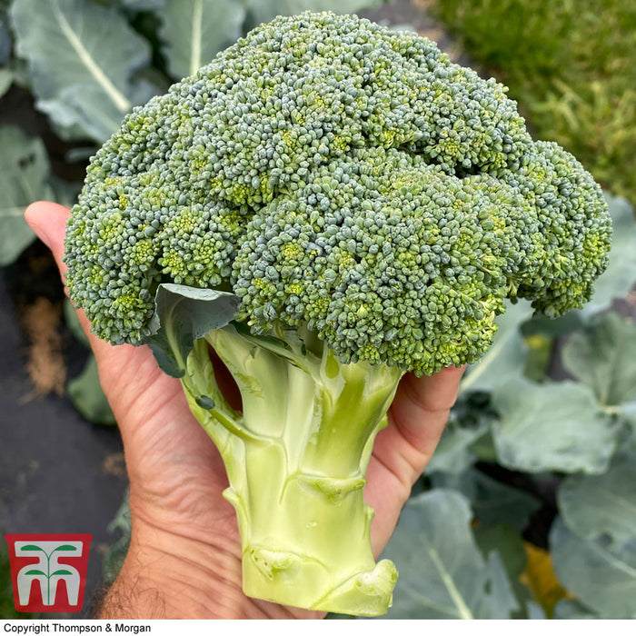 Broccoli 'Blue Finn' F1 Hybrid (Calabrese)