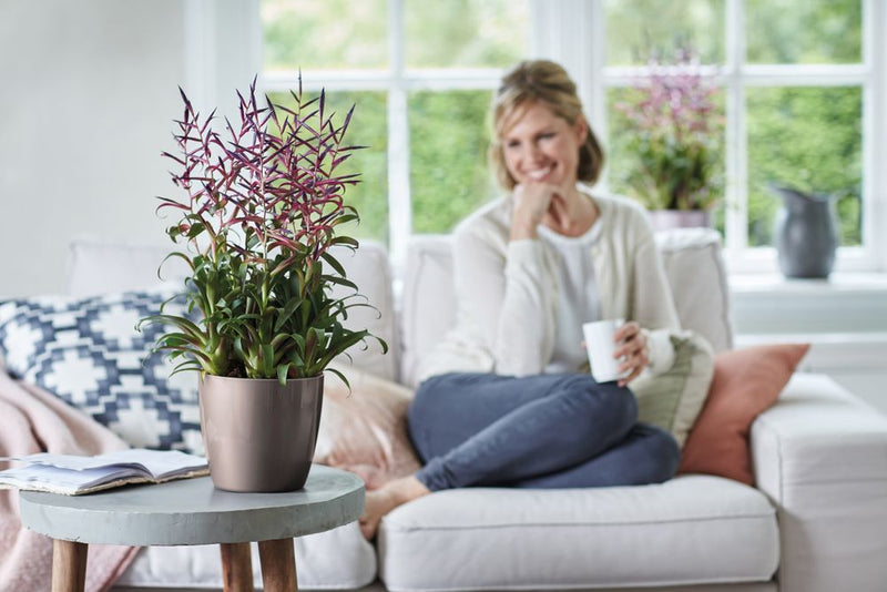 Elho Brussels Diamond Round range – range lifestyle inspiration