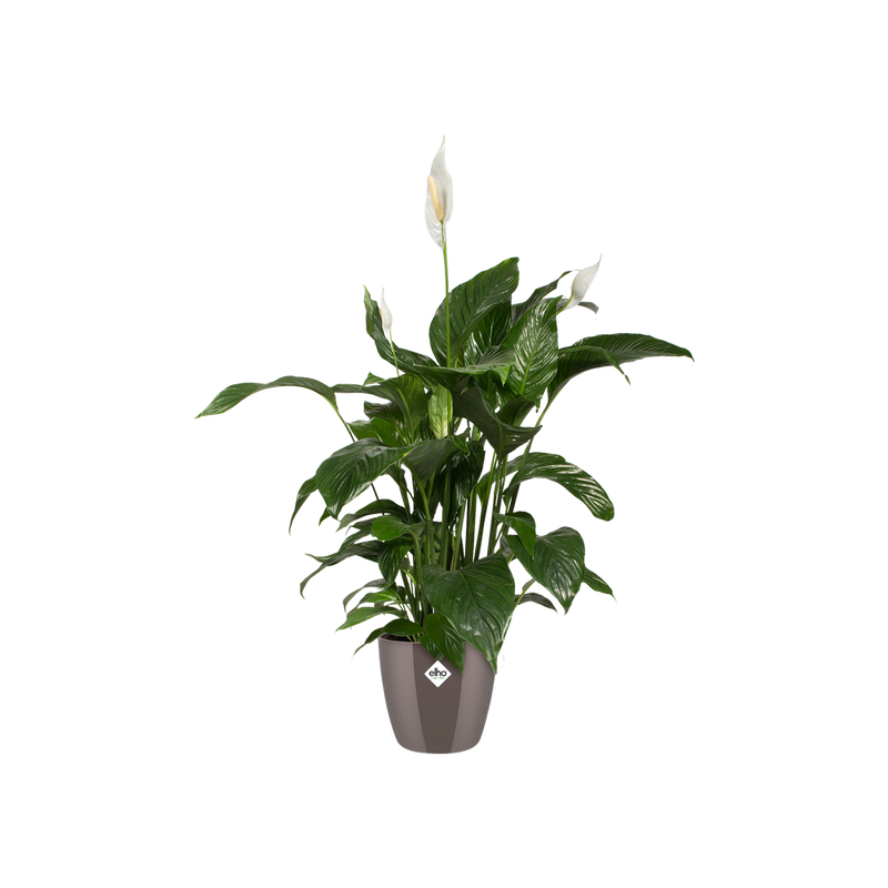 Elho Brussels Diamond Round range – planted display