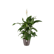 Elho Brussels Diamond Round range – planted display