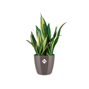 Elho Brussels Diamond Round range – planted display