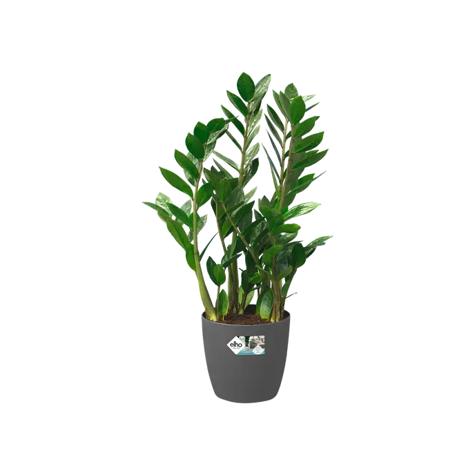 Elho Brussels Round Wheels 40cm Anthracite