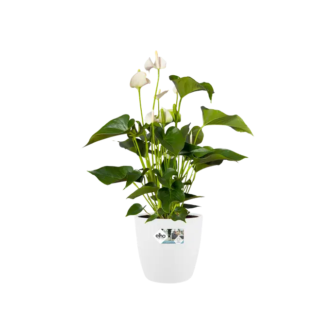 Elho Brussels Round Wheels 40cm White