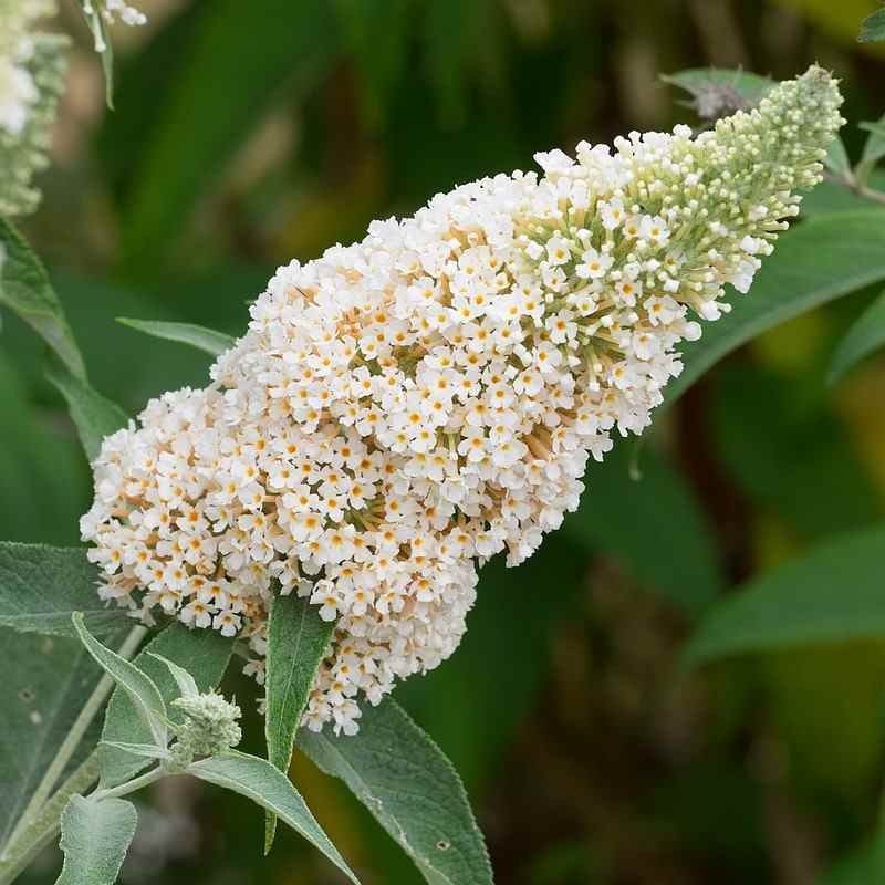Buddleja Buzz  'Ivory' 3L