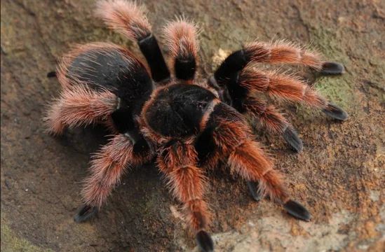 Mexican Pink Tarantula | Brachypelma klaasi (Med)