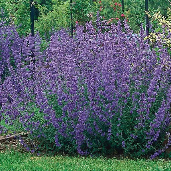 Nepeta Six HillS Giant | Catmint 2 LItre