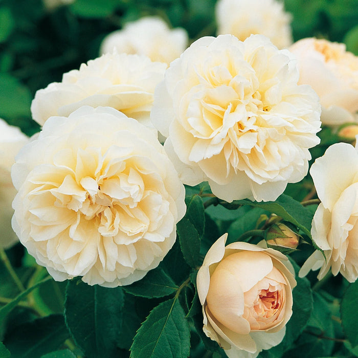 Lichfield Angel David Austin Rose - 6 Litre