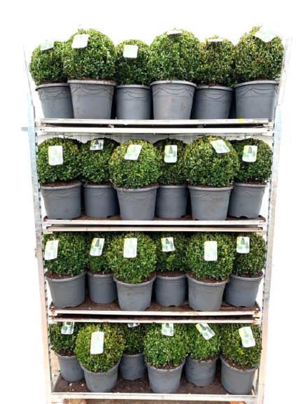 Buxus Sempervirens (Ball - 30cm)