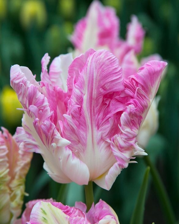 Tulip 'Cabanna' Bulbs