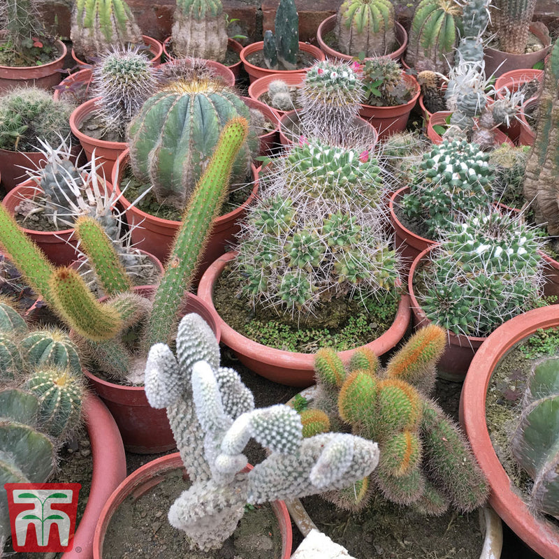Cactus Mix