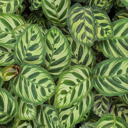 Calathea Makoyana (P14)