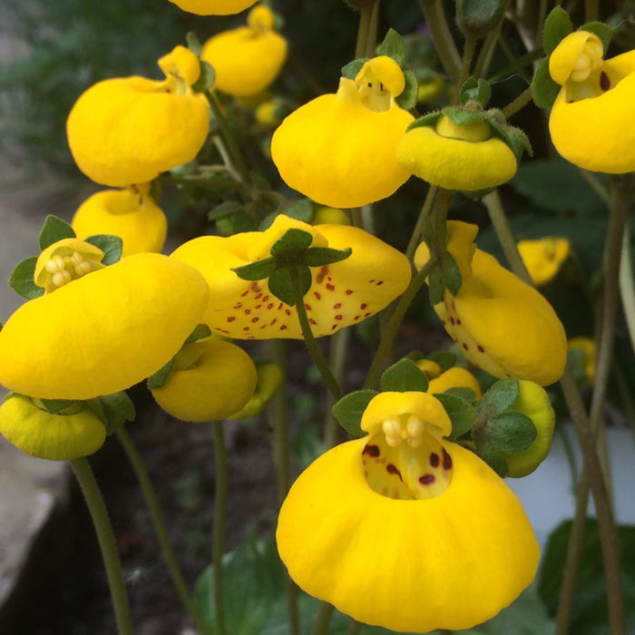 Calceolaria Yellow | Slipper Flowers