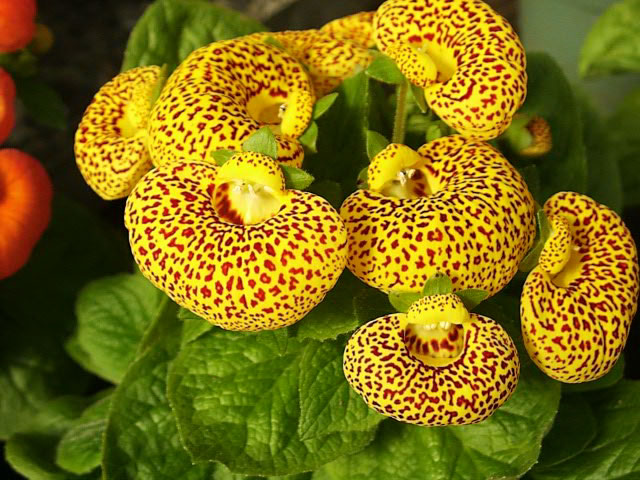 Calceolaria Yellow | Slipper Flowers