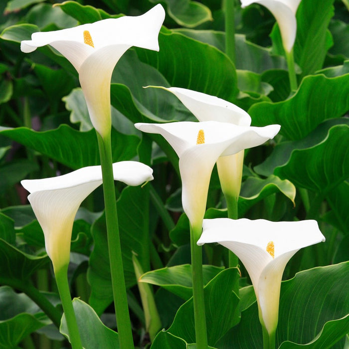 Arum Lily | Zantedeschia Aethiopica 2 Litre