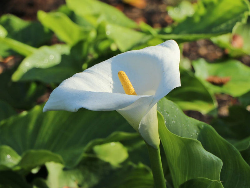 Zantedeschia aethiopica 'Snow White | Calla Lily (3 Litre)