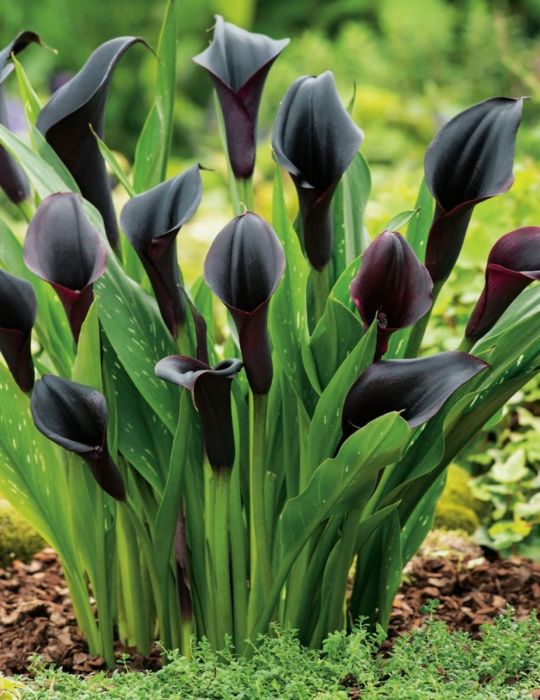 Calla Lilly 'Odessa' (2  Litre)