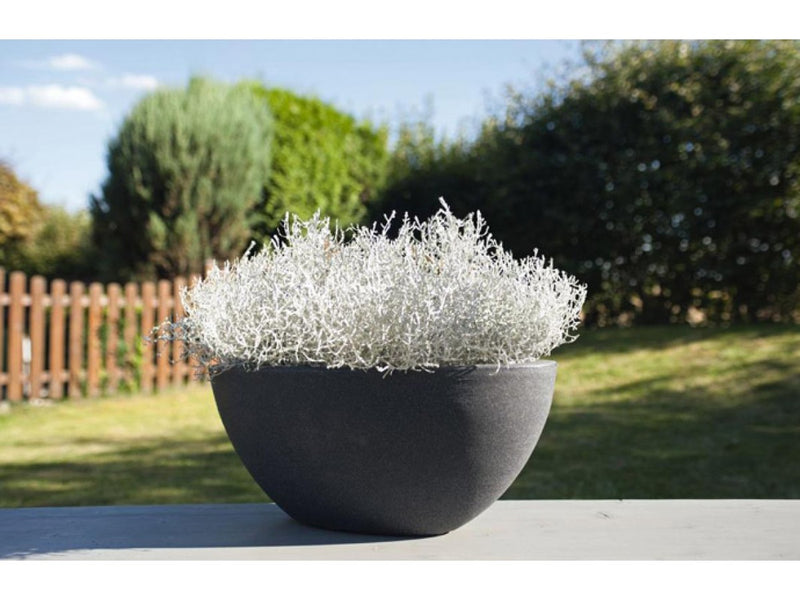 Calocephalus brownii | Cushion Bush - P10