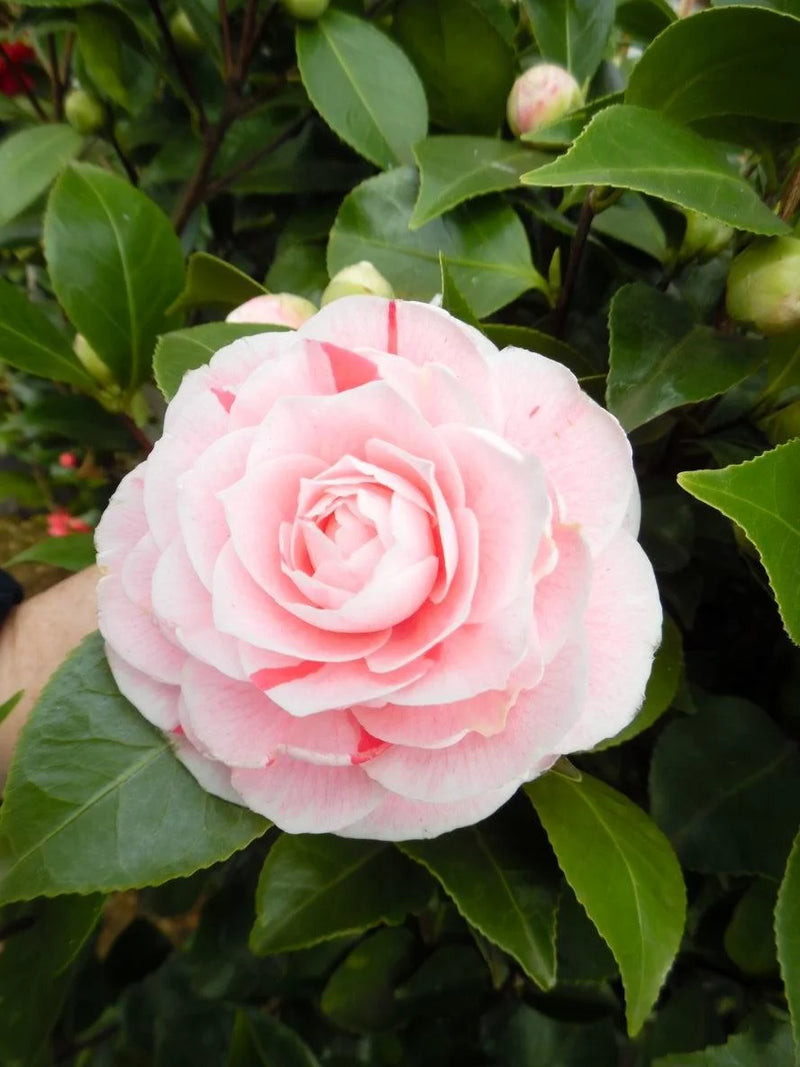 Camellia japonica 'Bonomiana' 1.5 Litre