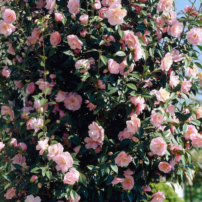 Camellia japonica 'Bonomiana' (1.5 Litre)