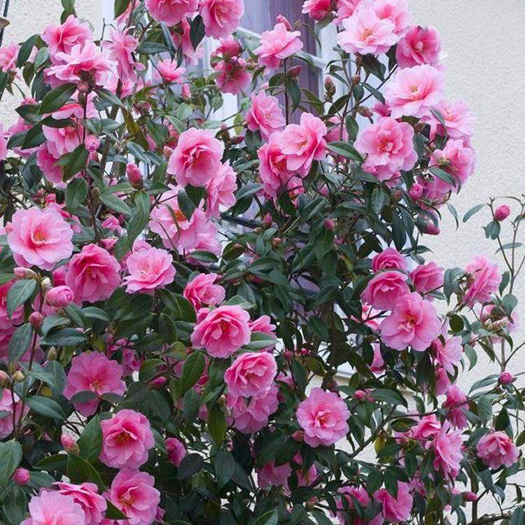 Camellia | Camellia 'Spring Festival' (1.5 Litre)