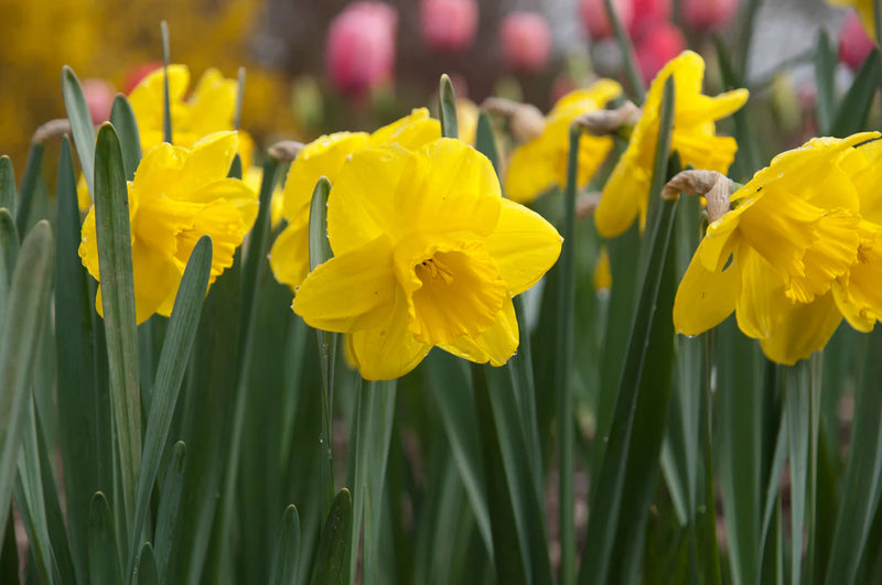 Daffodil Narcissus 'Camelot' (1.5kg)