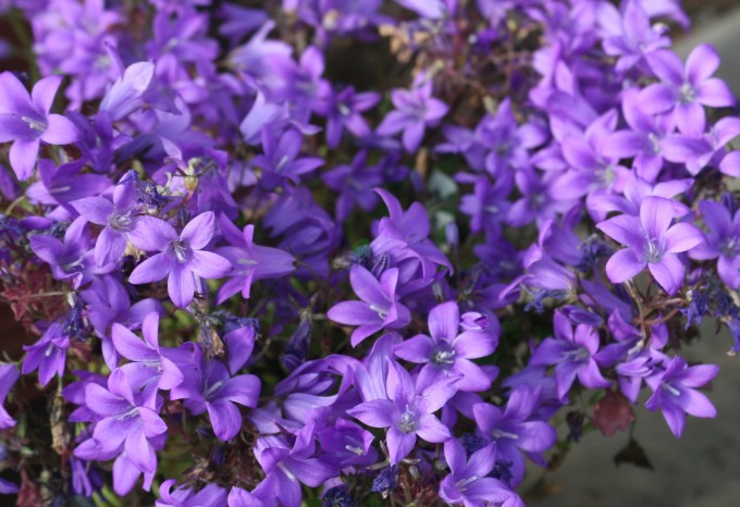 Campanula Muralis Catharina