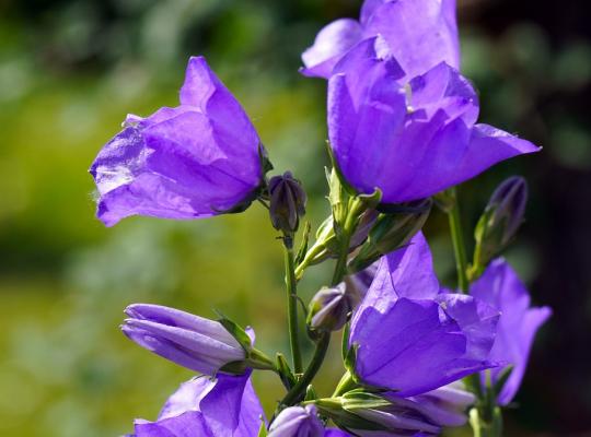 Campanula pers. Coerulea