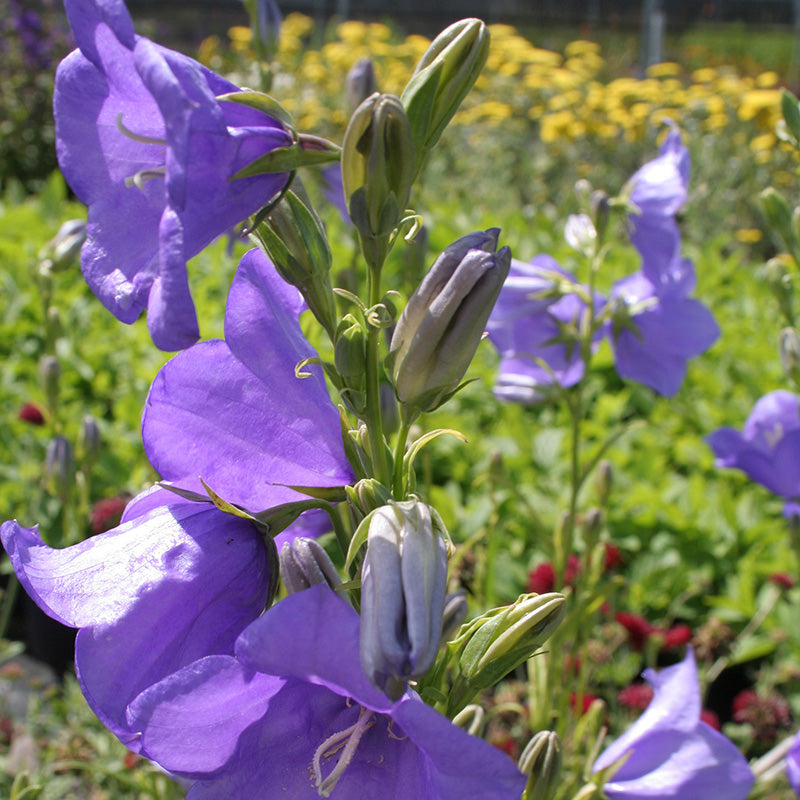 Campanula pers. Coerulea