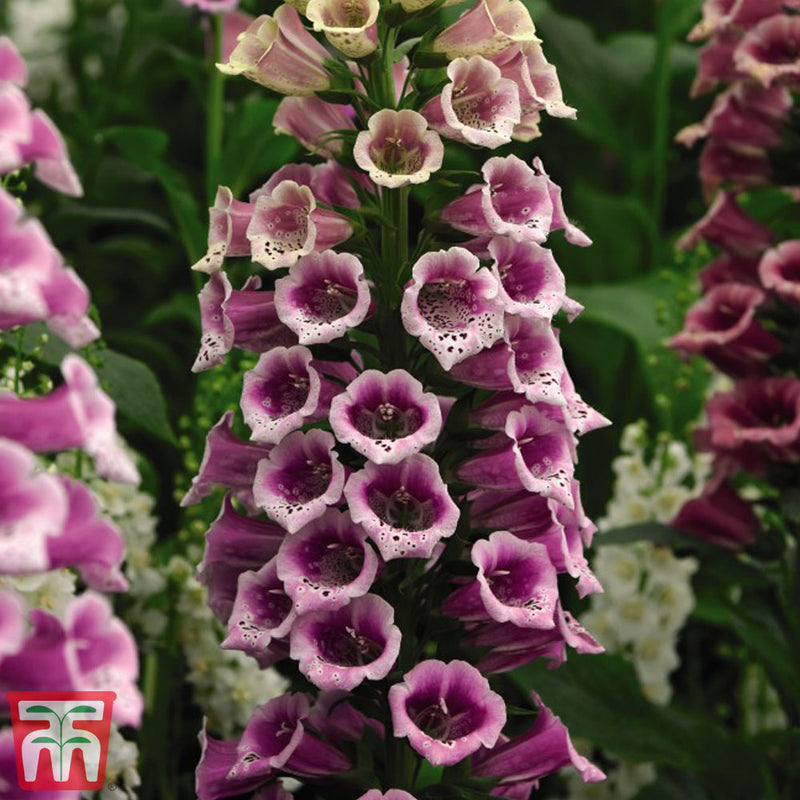 Foxglove 'Candy Mountain'