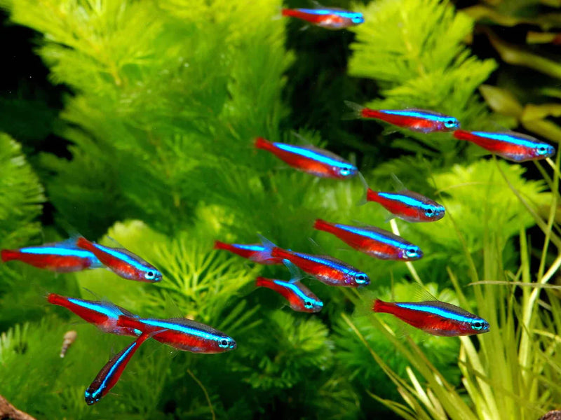 Cardinal Tetra L